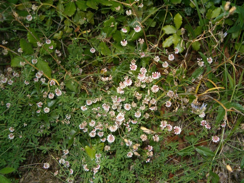 Dorycnium pentaphyllum ?